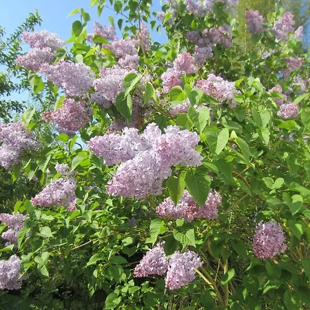 Haus Nussbaum מלון ראטינגן