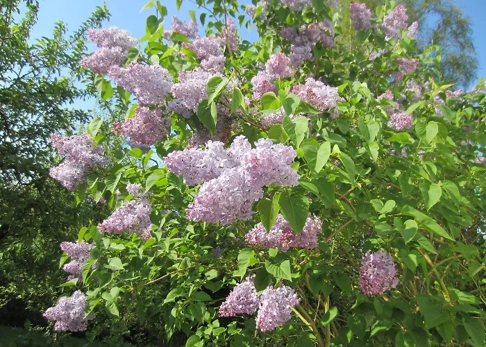 Haus Nussbaum Hotel Ratingen