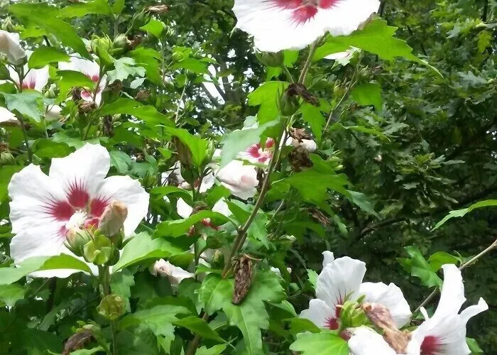 Hotel Haus Nussbaum Ratingen